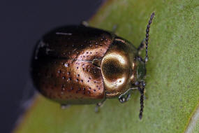 Chrysolina hyperici / Johanniskraut-Blattkfer / Blattkfer - Chrysomelidae - Chrysomelinae