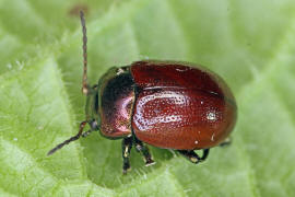 Chrysolina polita / Gegltteter Blattkfer / Blattkfer - Chrysomelidae - Chrysomelinae