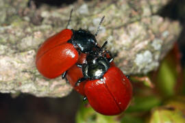 Chrysomela populi (syn. Melasoma populi) / Pappelblattkfer / Weidenblattkfer / Familie: Blattkfer - Chrysomelidae - Chrysomelinae