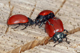 Chrysomela populi (syn. Melasoma populi) / Pappelblattkfer / Weidenblattkfer / Familie: Blattkfer - Chrysomelidae - Chrysomelinae