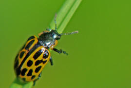 Chrysomela vigintipunctata / Gefleckter Weidenblattkfer / Blattkfer - Chrysomelidae - Chrysomelinae