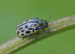 Chrysomela vigintipunctata / Gefleckter Weidenblattkfer / Blattkfer - Chrysomelidae - Chrysomelinae