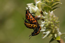 Chrysomela vigintipunctata / Gefleckter Weidenblattkfer / Blattkfer - Chrysomelidae - Chrysomelinae