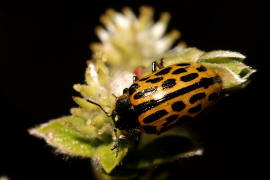 Chrysomela vigintipunctata / Gefleckter Weidenblattkfer / Blattkfer - Chrysomelidae - Chrysomelinae