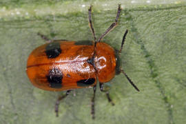 Coptocephala rubicunda / Roter Dolden-Blattkfer / Blattkfer - Chrysomelidae / Unterfamilie: Clytrinae