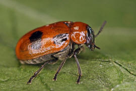 Coptocephala rubicunda / Roter Dolden-Blattkfer / Blattkfer - Chrysomelidae / Unterfamilie: Clytrinae