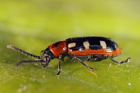 Crioceris asparagi / Spargelhhnchen / Blattkfer - Chrysomelidae - Zirpkfer - Criocerinae