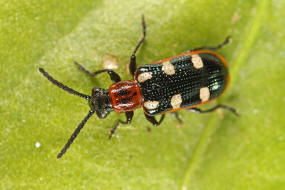 Crioceris asparagi / Spargelhhnchen / Blattkfer - Chrysomelidae - Zirpkfer - Criocerinae