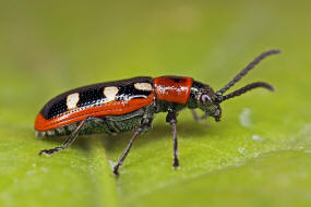 Crioceris asparagi / Spargelhhnchen / Blattkfer - Chrysomelidae - Zirpkfer - Criocerinae