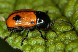 Cryptocephalus bipunctatus / Zweipunktiger Fallkfer / Blattkfer - Chrysomelidae - Cryptocephalinae