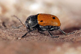 Cryptocephalus ilicis / Vierpunkt Fallkfer / Blattkfer - Chrysomelidae - Cryptocephalinae