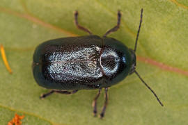 Cryptocephalus sericeus / Seidiger Fallkfer / Blattkfer - Chrysomelidae - Cryptocephalinae