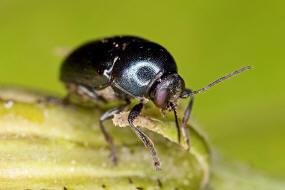 Cryptocephalus violaceus / Violetter Fallkfer / Blattkfer - Chrysomelidae - Cryptocephalinae