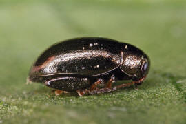 Dibolia rugulosa / Ziest-Flohkfer / Blattkfer - Chrysomelidae - Halticinae