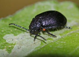 Galeruca tanaceti  / Rainfarn-Blattkfer / Blattkfer - Chrysomelidae - Galerucinae