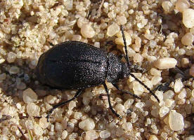 Galeruca tanaceti  / Rainfarn-Blattkfer / Blattkfer - Chrysomelidae - Galerucinae