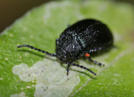 Galeruca tanaceti  / Rainfarn-Blattkfer / Blattkfer - Chrysomelidae - Galerucinae