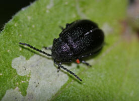 Galeruca tanaceti  / Rainfarn-Blattkfer / Blattkfer - Chrysomelidae - Galerucinae