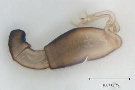 Longitarsus luridus / Spermathek / Hahnenfu-Erdfloh