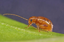 Longitarsus aeruginosus / Wasserdost-Flohkfer / Blattkfer - Chrysomelidae - Alticinae