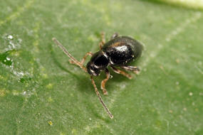 Longitarsus anchusae / Schwarzer Beinwell-Erdfloh / Blattkfer - Chrysomelidae - Alticinae