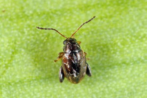 Longitarsus atricillus / Wiesen-Erdfloh / Blattkfer - Chrysomelidae - Alticinae