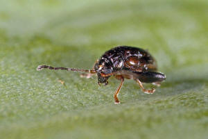 Longitarsus atricillus / Wiesen-Erdfloh / Blattkfer - Chrysomelidae - Alticinae