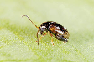 Longitarsus atricillus / Wiesen-Erdfloh / Blattkfer - Chrysomelidae - Alticinae