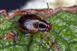 Longitarsus luridus / Hahnenfu-Erdfloh / Blattkfer - Chrysomelidae - Halticinae