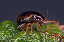 Longitarsus luridus / Hahnenfu-Erdfloh / Blattkfer - Chrysomelidae - Halticinae