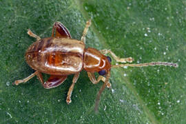 Longitarsus pellucidus / Rotbeiniger Ackerwinden-Erdfloh / Blattkfer - Chrysomelidae - Halticinae