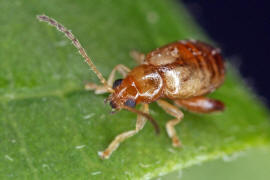 Longitarsus pellucidus / Rotbeiniger Ackerwinden-Erdfloh / Blattkfer - Chrysomelidae - Halticinae