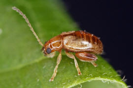 Longitarsus pellucidus / Rotbeiniger Ackerwinden-Erdfloh / Blattkfer - Chrysomelidae - Halticinae