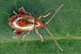 Longitarsus pellucidus / Rotbeiniger Ackerwinden-Erdfloh / Blattkfer - Chrysomelidae - Halticinae