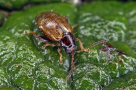 Longitarsus pratensis / Rotgelber Spitzwegerich-Erdfloh / Blattkfer - Chrysomelidae - Halticinae