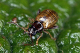 Longitarsus pratensis / Rotgelber Spitzwegerich-Erdfloh / Blattkfer - Chrysomelidae - Halticinae