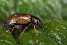 Longitarsus pratensis / Rotgelber Spitzwegerich-Erdfloh / Blattkfer - Chrysomelidae - Halticinae