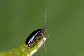 Luperus longicornis / Schwarzhals-Moorblattkfer / Blattkfer - Chrysomelidae - Galerucinae