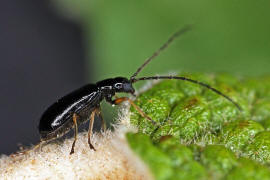 Luperus longicornis / Schwarzhals-Moorblattkfer / Blattkfer - Chrysomelidae - Galerucinae