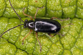 Luperus longicornis / Schwarzhals-Moorblattkfer / Blattkfer - Chrysomelidae - Galerucinae