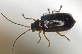 Luperus xanthopoda / Gelbfu-Ulmenblattkfer / Blattkfer - Chrysomelidae