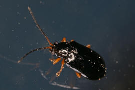 Luperus xanthopoda / Gelbfu-Ulmenblattkfer / Blattkfer - Chrysomelidae