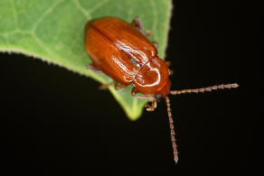 Neocrepidodera ferruginea (syn. Crepidodera ferruginea, Asiorestia ferruginea) / Rotbrauner Weizen-Erdfloh / Blattkfer - Chrysomelidae - Alticinae