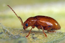 Neocrepidodera ferruginea (syn. Crepidodera ferruginea, Asiorestia ferruginea) / Rotbrauner Weizen-Erdfloh / Blattkfer - Chrysomelidae - Alticinae