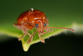 Neocrepidodera ferruginea (syn. Crepidodera ferruginea, Asiorestia ferruginea) / Rotbrauner Weizen-Erdfloh / Blattkfer - Chrysomelidae - Alticinae