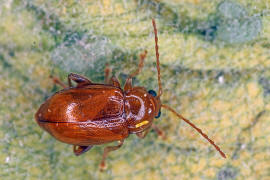 Neocrepidodera ferruginea (syn. Crepidodera ferruginea, Asiorestia ferruginea) / Rotbrauner Weizen-Erdfloh / Blattkfer - Chrysomelidae - Alticinae