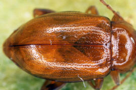 Neocrepidodera ferruginea (syn. Crepidodera ferruginea, Asiorestia ferruginea) / Rotbrauner Weizen-Erdfloh / Blattkfer - Chrysomelidae - Alticinae