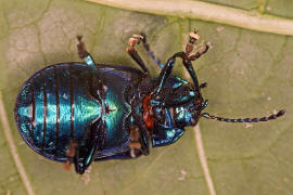 Oreina alpestris / Vernderlicher Bergblattkfer / Blattkfer - Chrysomelidae - Chrysomelinae