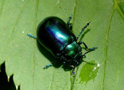 Oreina alpestris / Vernderlicher Bergblattkfer / Blattkfer - Chrysomelidae - Chrysomelinae