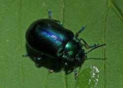 Oreina alpestris / Vernderlicher Bergblattkfer / Blattkfer - Chrysomelidae - Chrysomelinae